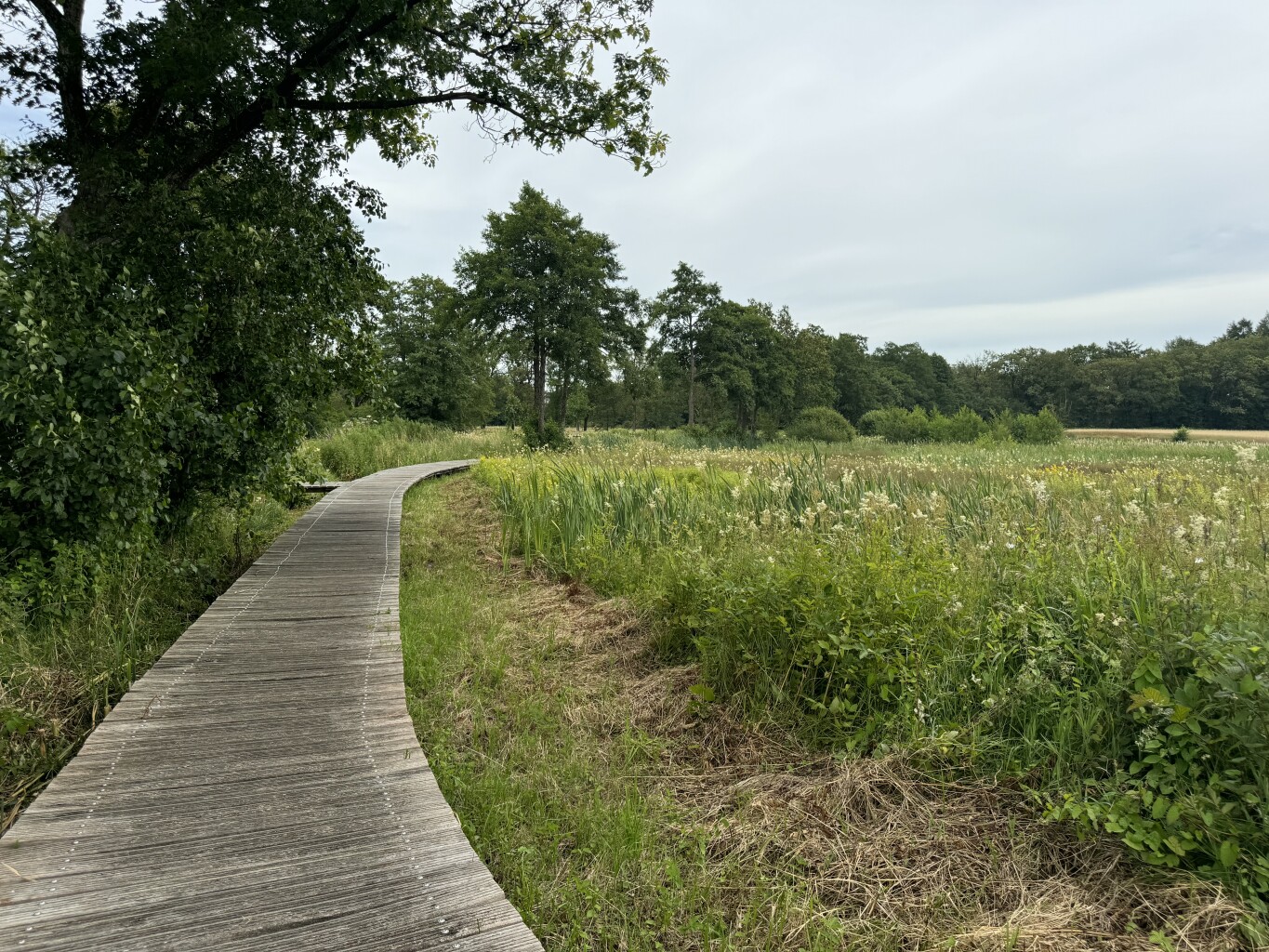 Rapunzels bij de Drentsche Aa