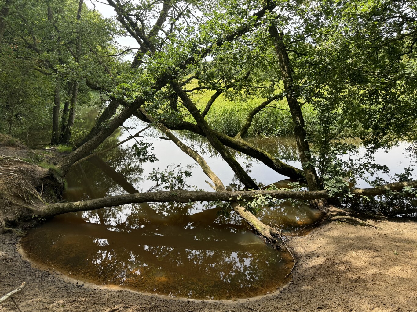 Rapunzels bij de Drentsche Aa