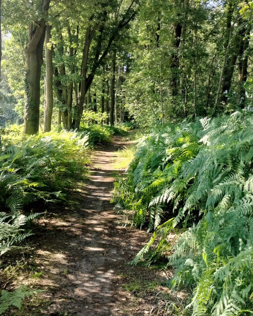 Airbornepad Market Garden - 07 · Airbornepad etappe 7