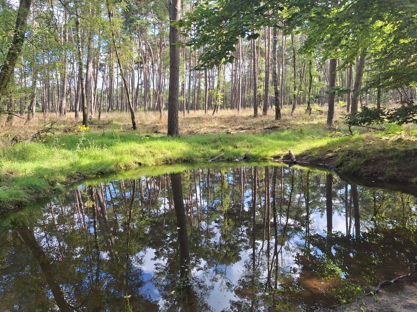 Wandelroute Planken Wambuis, vlak bij Ede