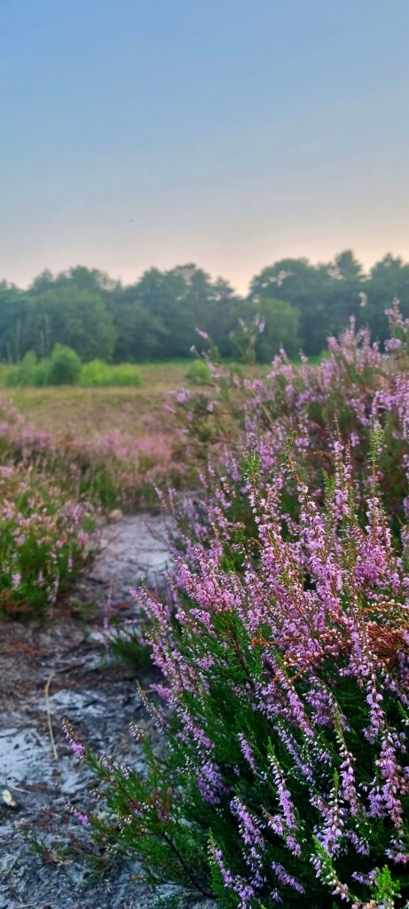 De Kiel - Schoonoord · Cultuurpad Coevorden etappe 11