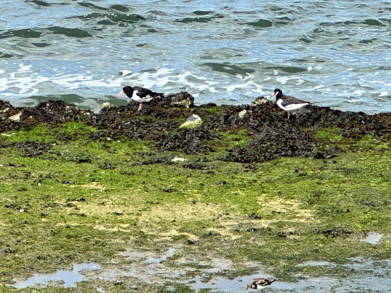 Goedereede - Renesse · Jacobsweg Die Haghe etappe 6