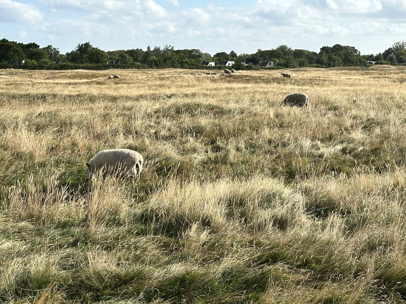 Goedereede - Renesse · Jacobsweg Die Haghe etappe 6