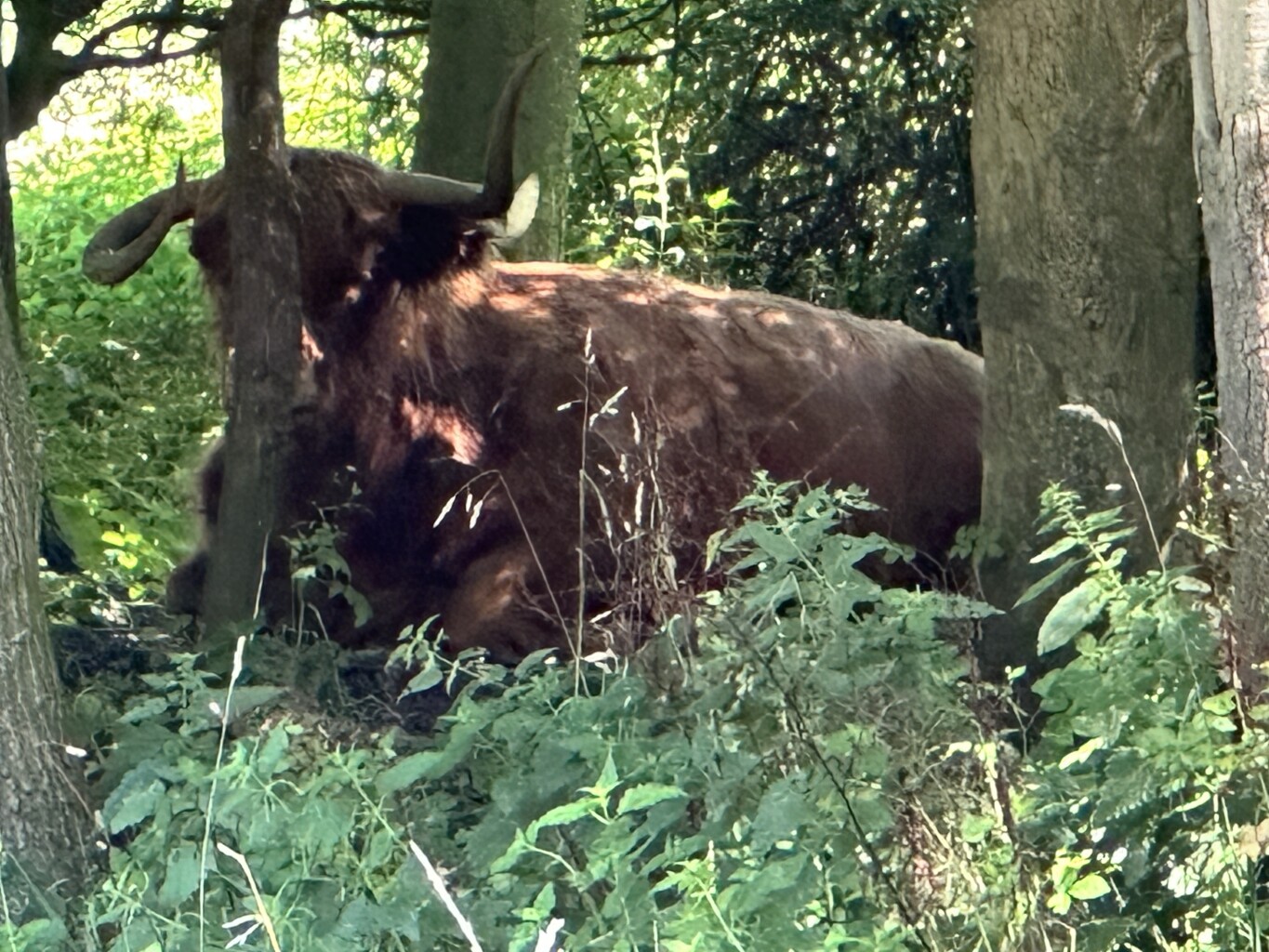 Renesse - Veere · Jacobsweg Die Haghe etappe 7