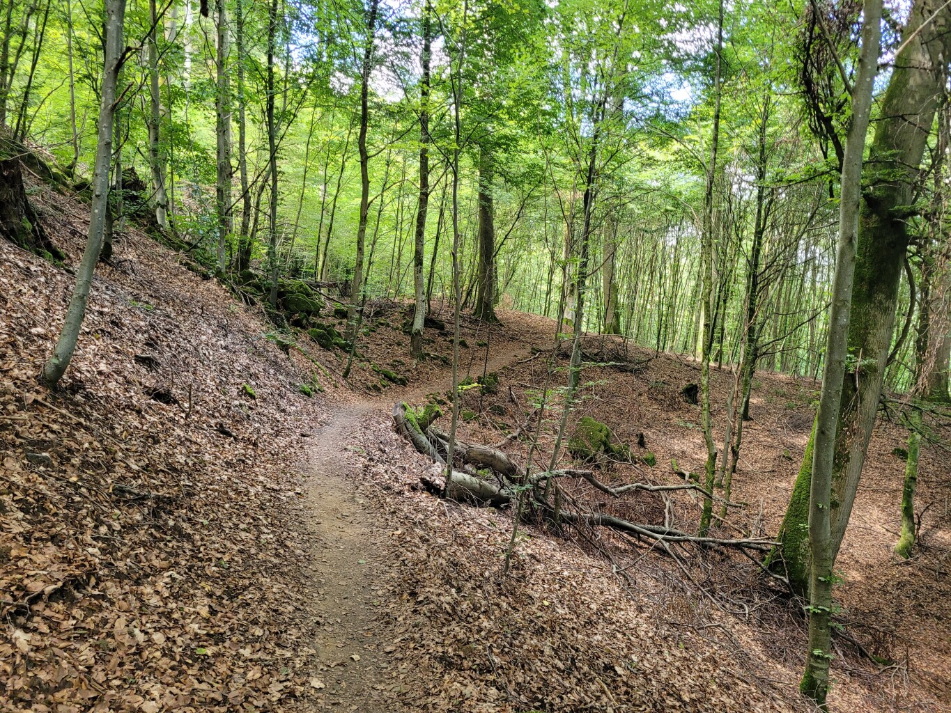 Hernborn - Echternach · Mullerthal Trail etappe 4