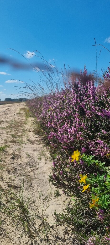 Beilen - Ruinen · Drenthepad etappe 1