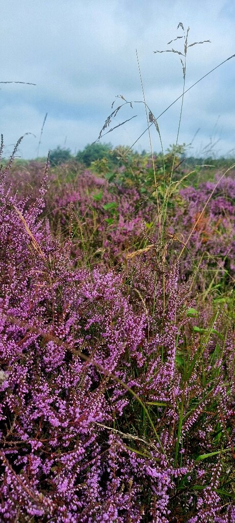 Beilen - Ruinen · Drenthepad etappe 1