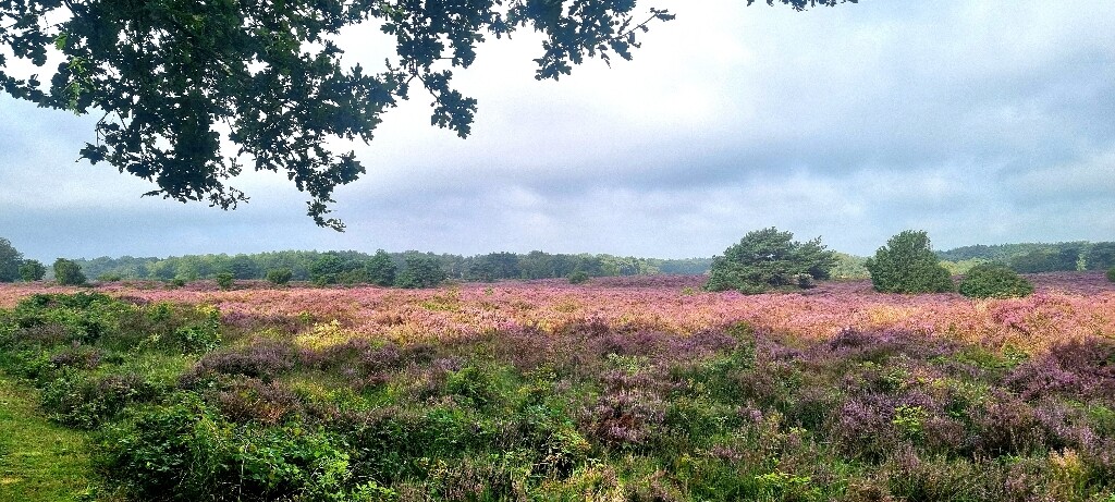 Beilen - Ruinen · Drenthepad etappe 1
