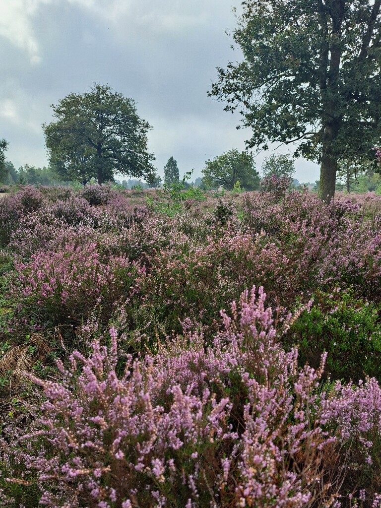 Sallandse Heuvelrug - Paars