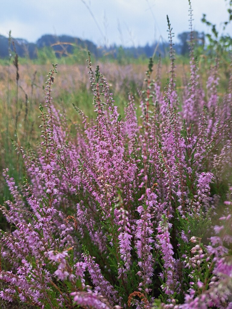 Sallandse Heuvelrug - Paars