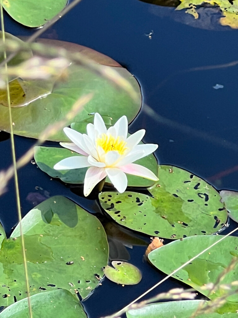 Oisterwijk - Boxtel · Brabants Vennenpad etappe 1
