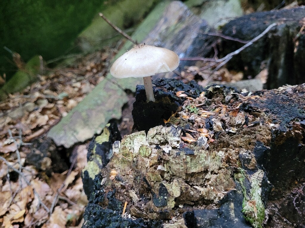 Berdorf - Mullerthal · Mullerthal Trail etappe 6