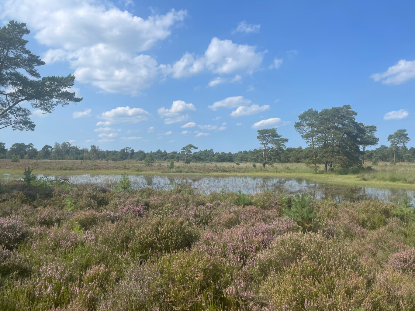 Kalmthoutse Heide - Ree