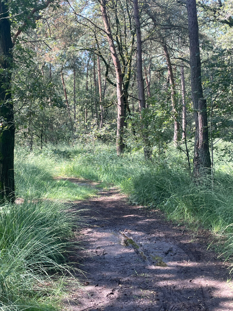 Kalmthoutse Heide - Ree