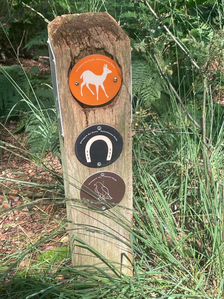 Kalmthoutse Heide - Ree