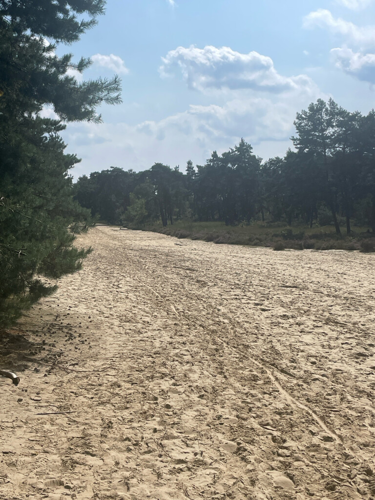 Kalmthoutse Heide - Ree