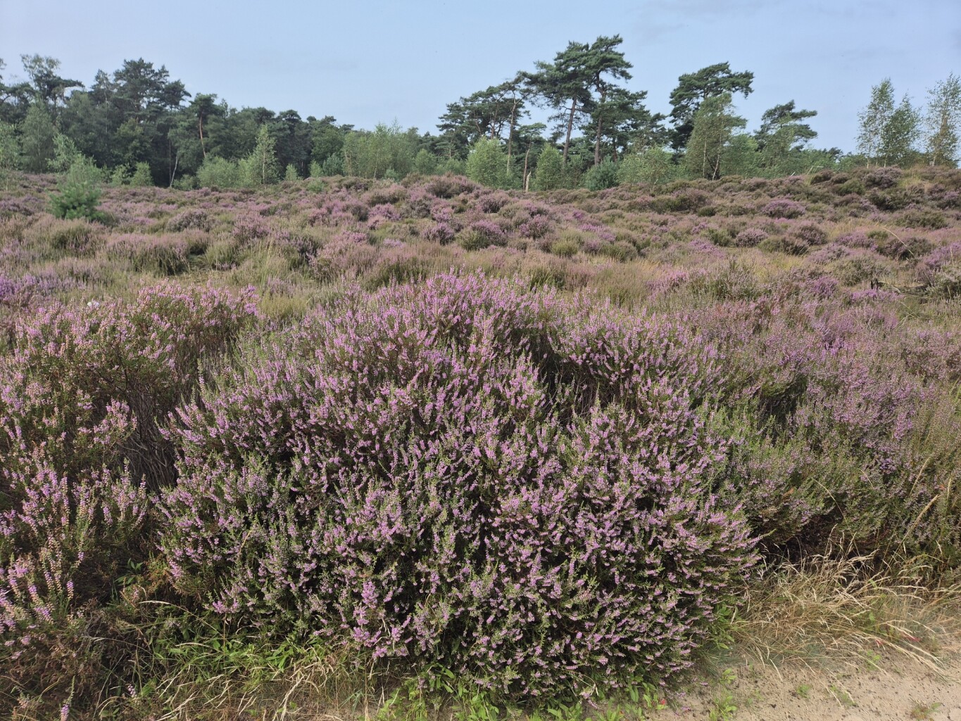 Door de Kalmthoutse Heide