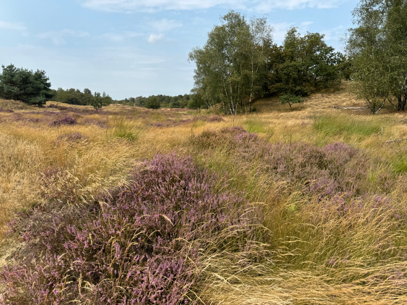 Drunen - Distelberg · Pelgrimspad etappe 11
