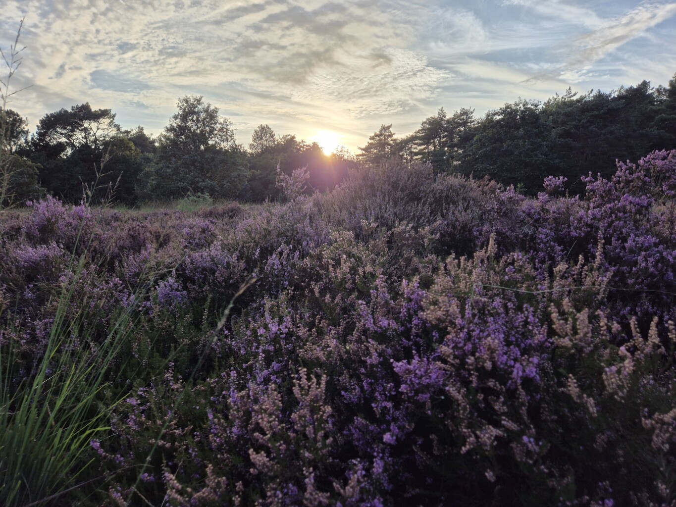Wandelroute Rucphense Bossen (Blauw)
