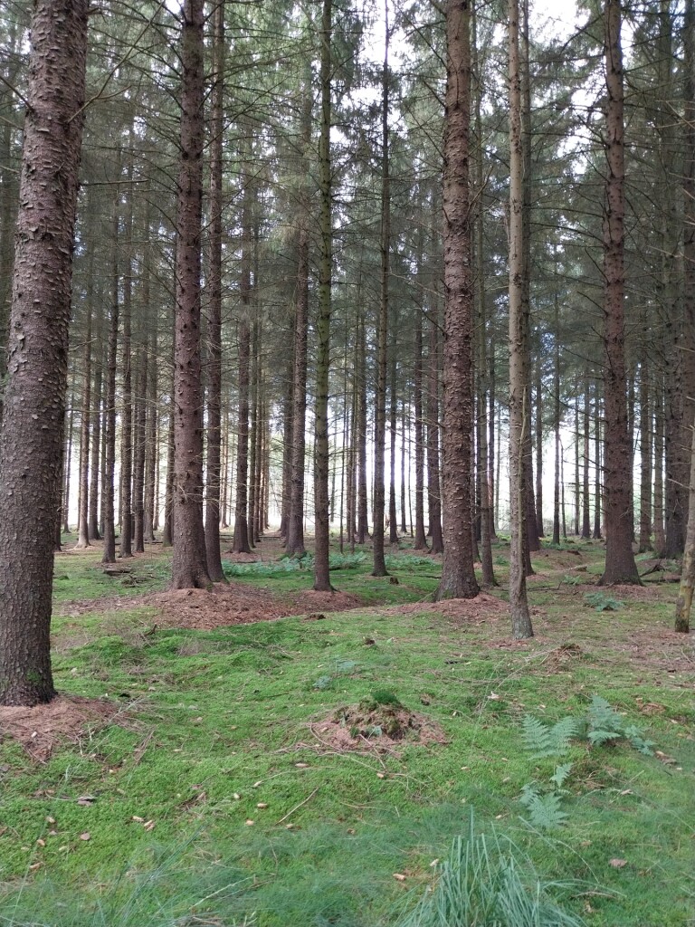 Wandelroute Veenpluisroute