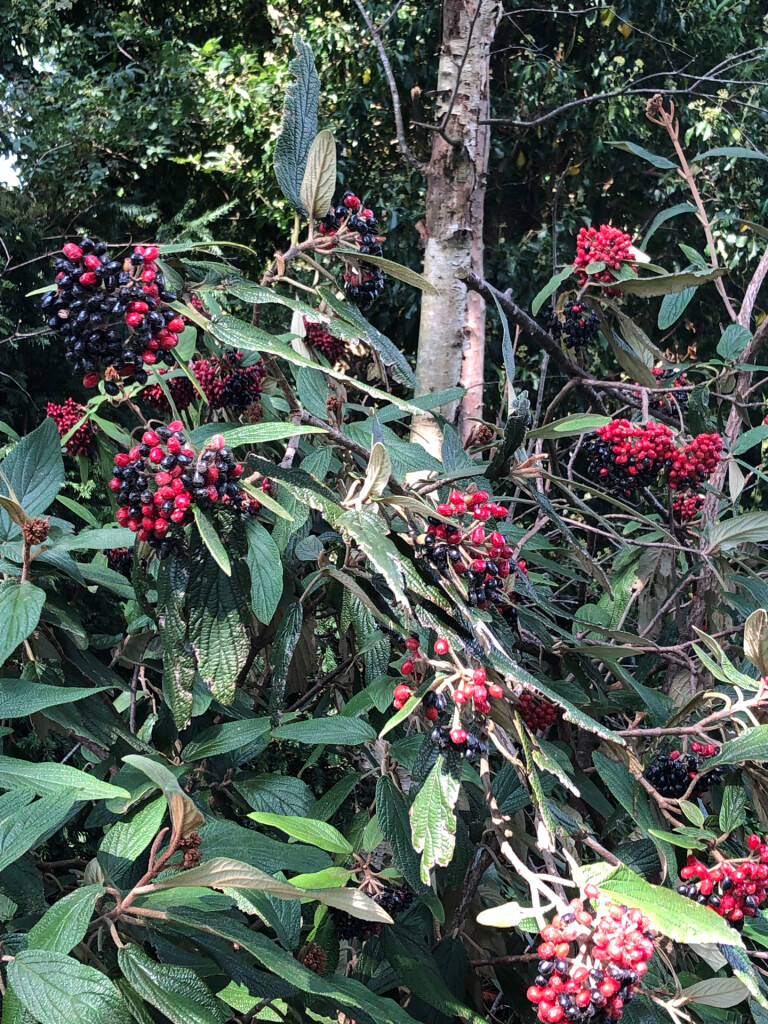 Laag Soeren - Beekbergen · Maarten van Rossumpad etappe 12