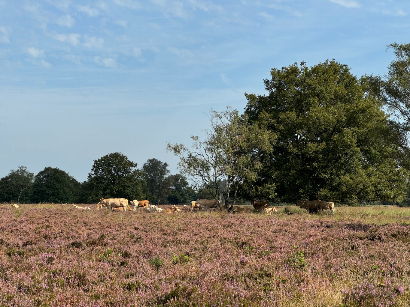 Haaren - Middelbeers · Pelgrimspad etappe 14