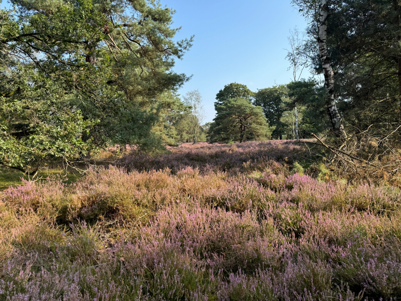 Steensel - Heeze station · Pelgrimspad etappe 16
