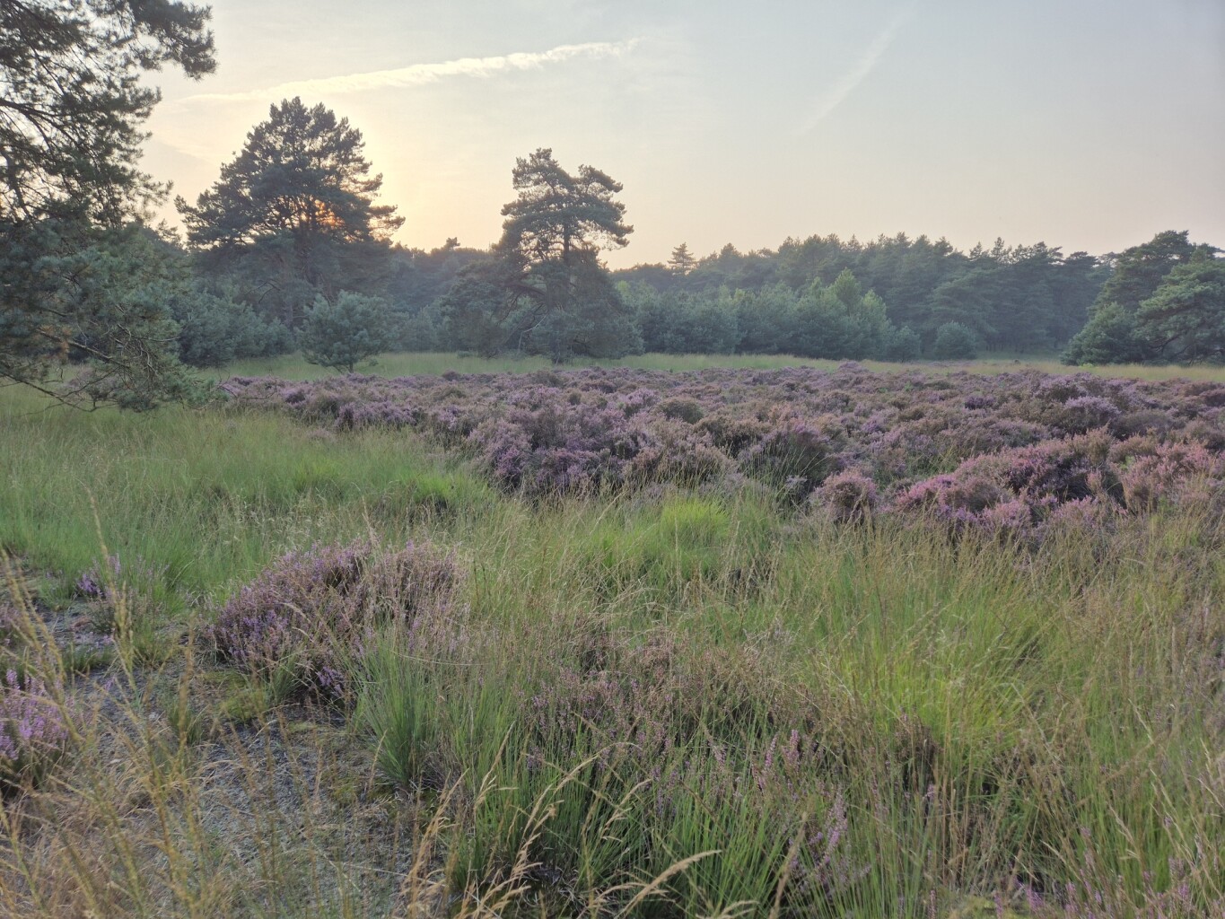 Wandelroute Haas, vlak bij Ossendrecht