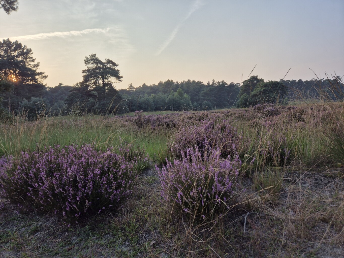 Wandelroute Haas, vlak bij Ossendrecht
