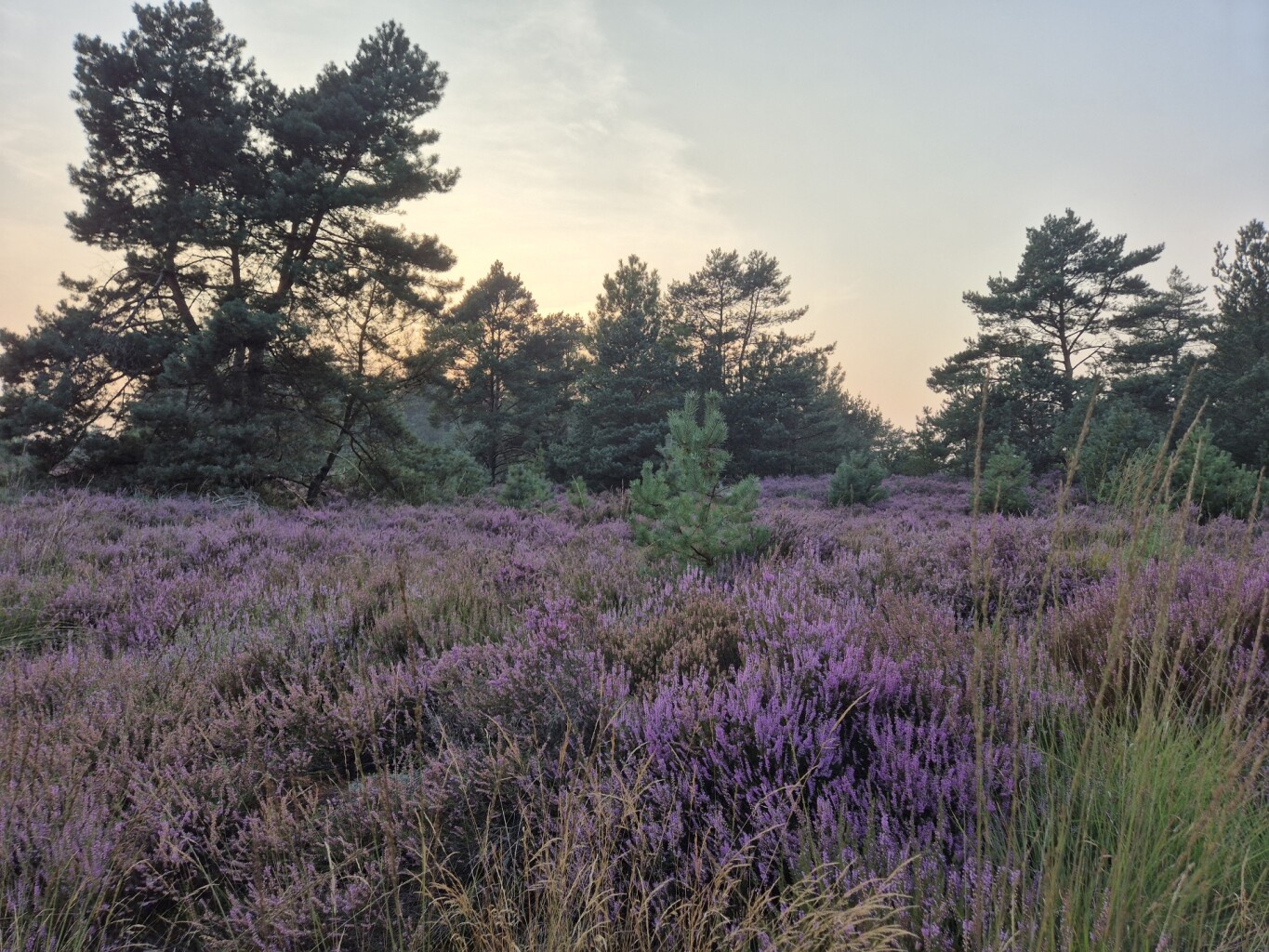 Wandelroute Haas, vlak bij Ossendrecht