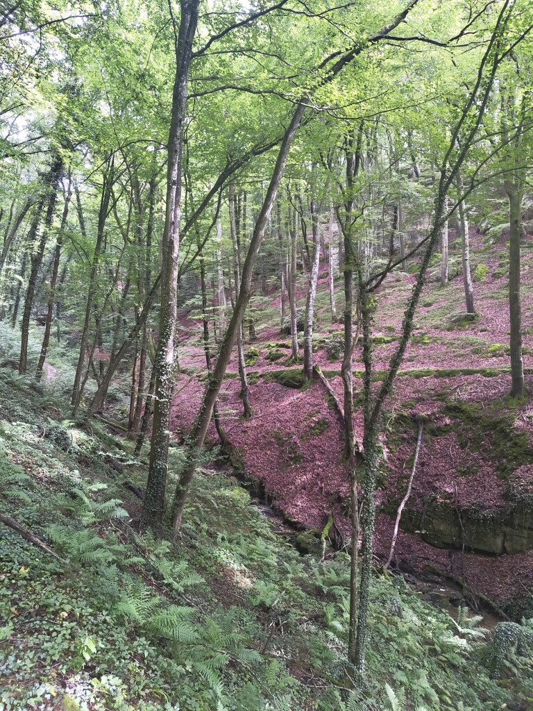 Scheidgen - Echternach · Mullerthal Trail etappe 13