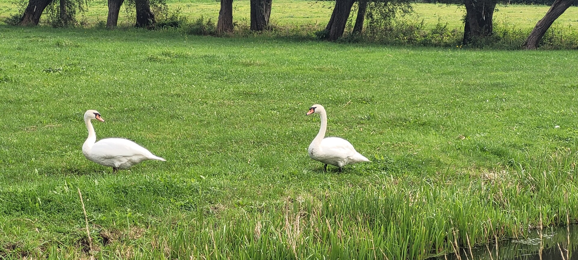 Hei- en Boeicop - Leerdam · Grote Rivierenpad etappe 9