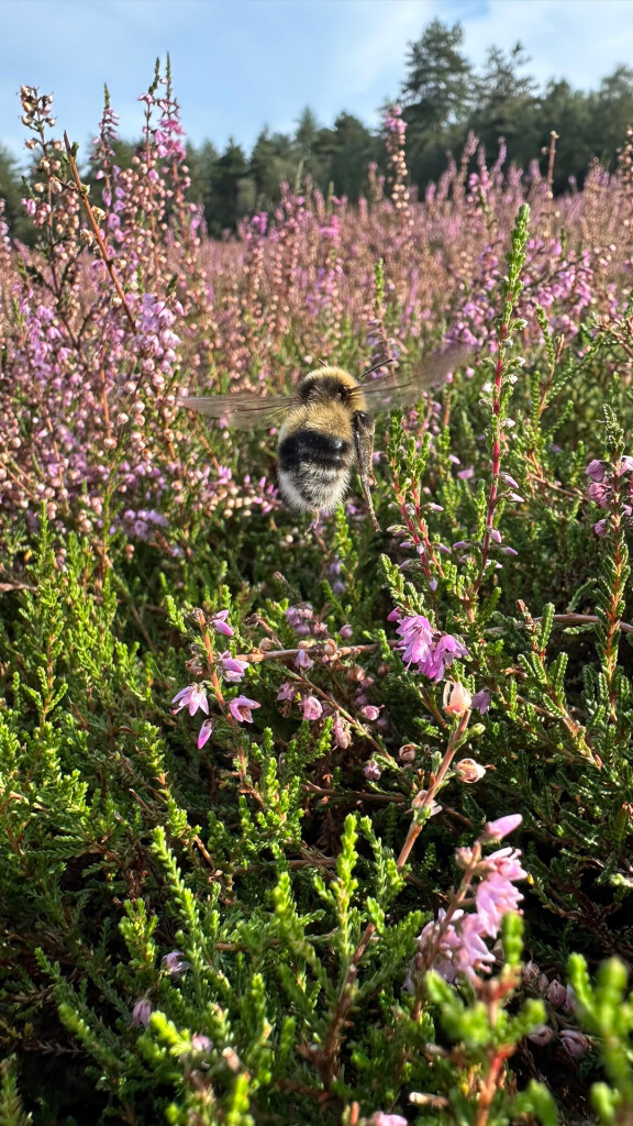 Vierhouten - Vaassen · Veluwe Zwerfpad etappe 11
