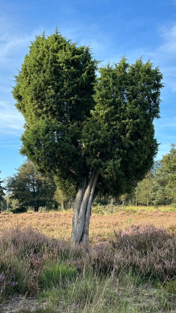 Vierhouten - Vaassen · Veluwe Zwerfpad etappe 11