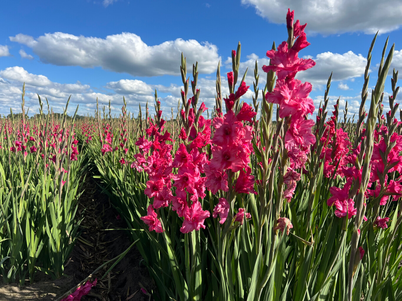 Heeze station - Maarheeze station · Pelgrimspad etappe 17