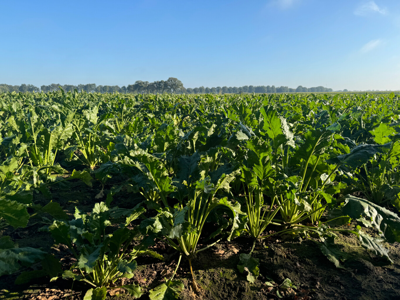 Weert - Ell · Pelgrimspad etappe 19