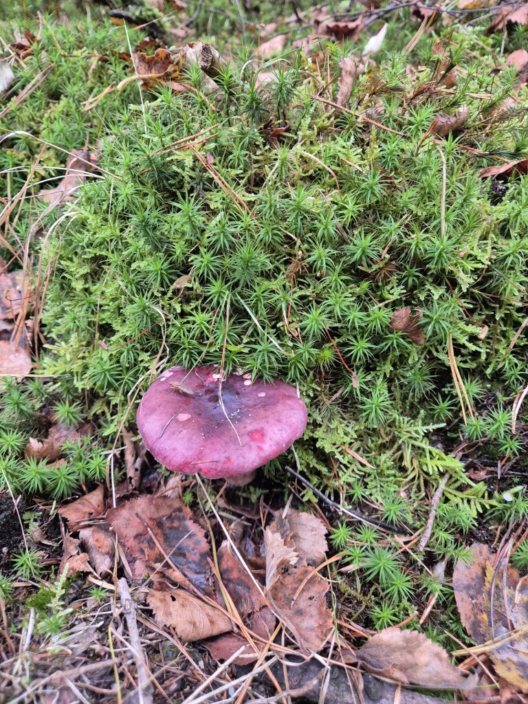 Kinderbelevingspad: Het Hertenpad