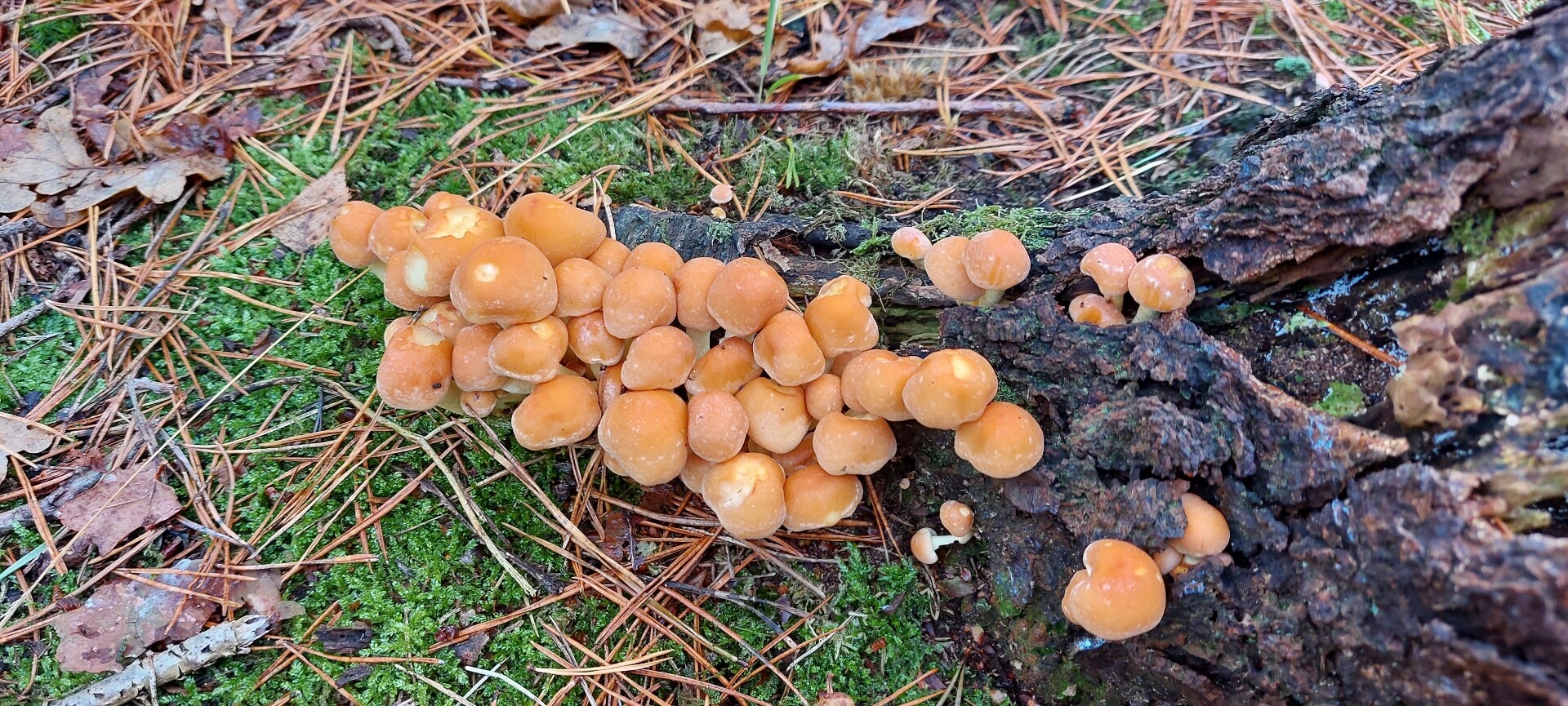 Hollandse Rading - Maarssen · Utrechtpad etappe 10