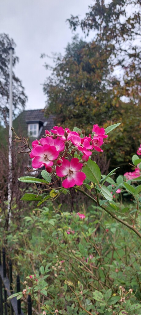 Hollandse Rading - Maarssen · Utrechtpad etappe 10