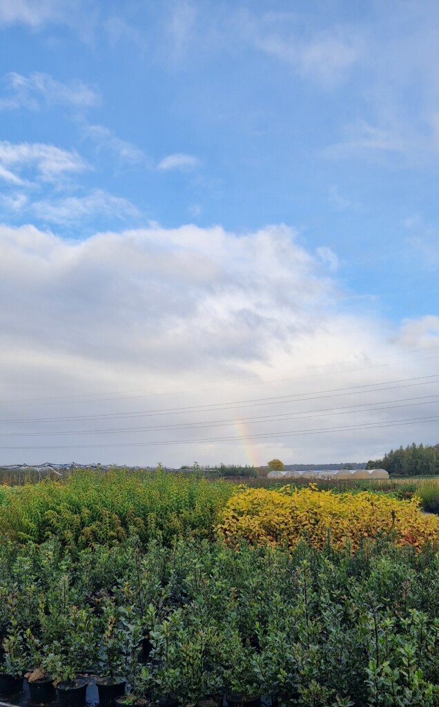 Heuzesepad Opheusden