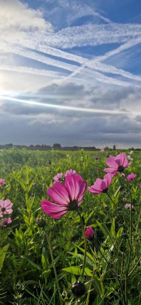 Heuzesepad Opheusden