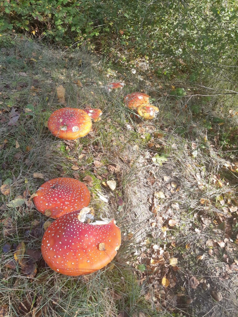 Leggelderveld - Blauwe Meer · De Ster van Dwingeloo etappe 3