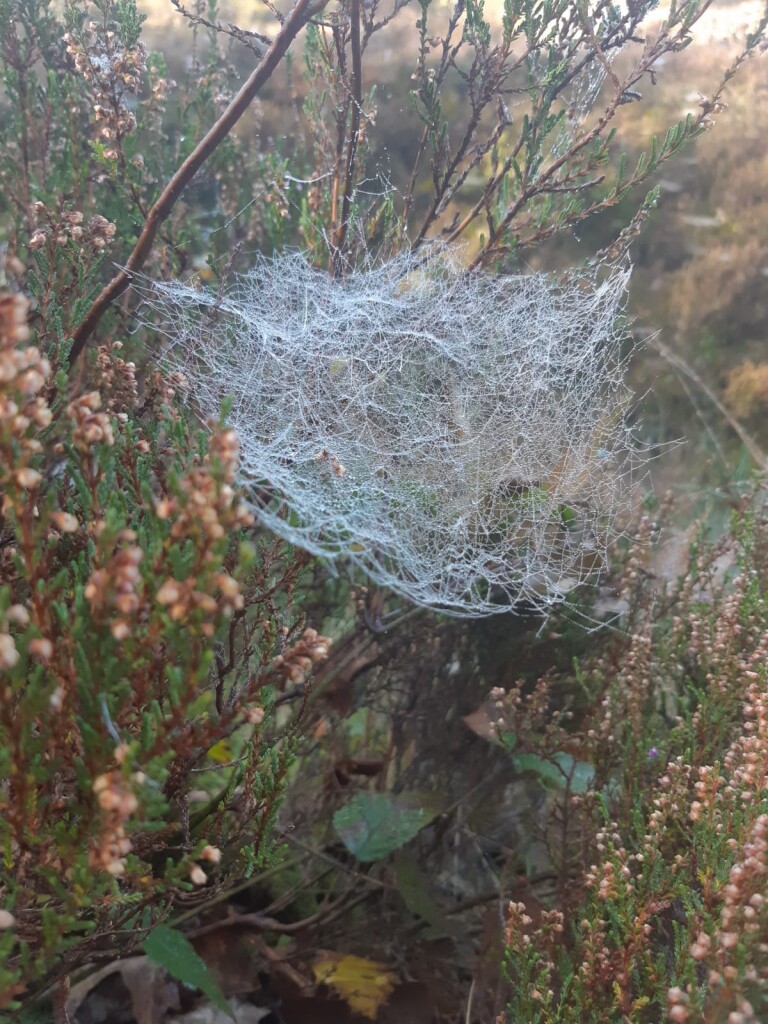 De Ster van Dwingeloo