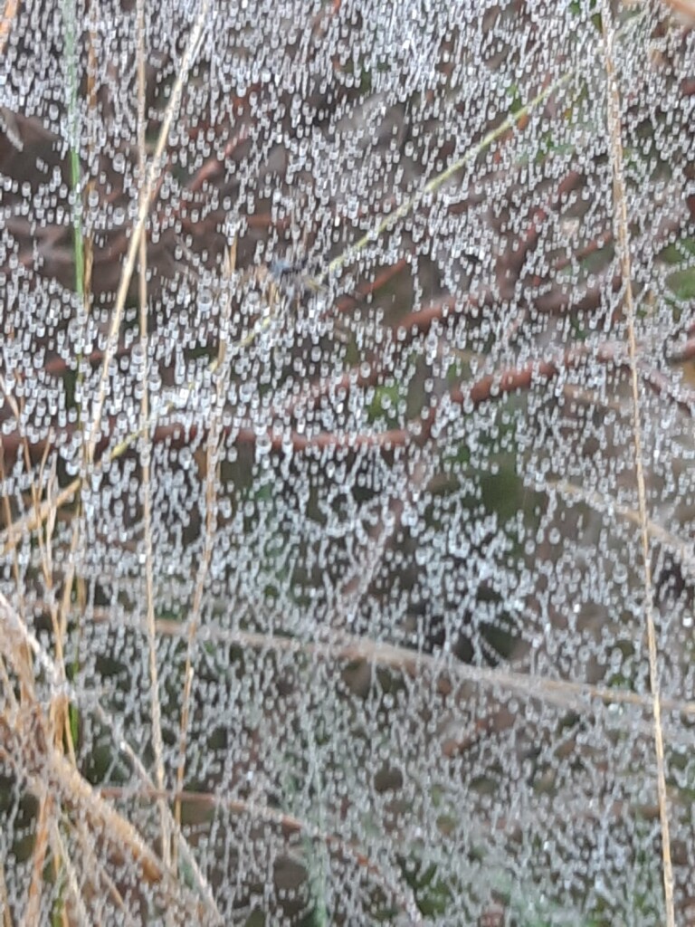 De Ster van Dwingeloo