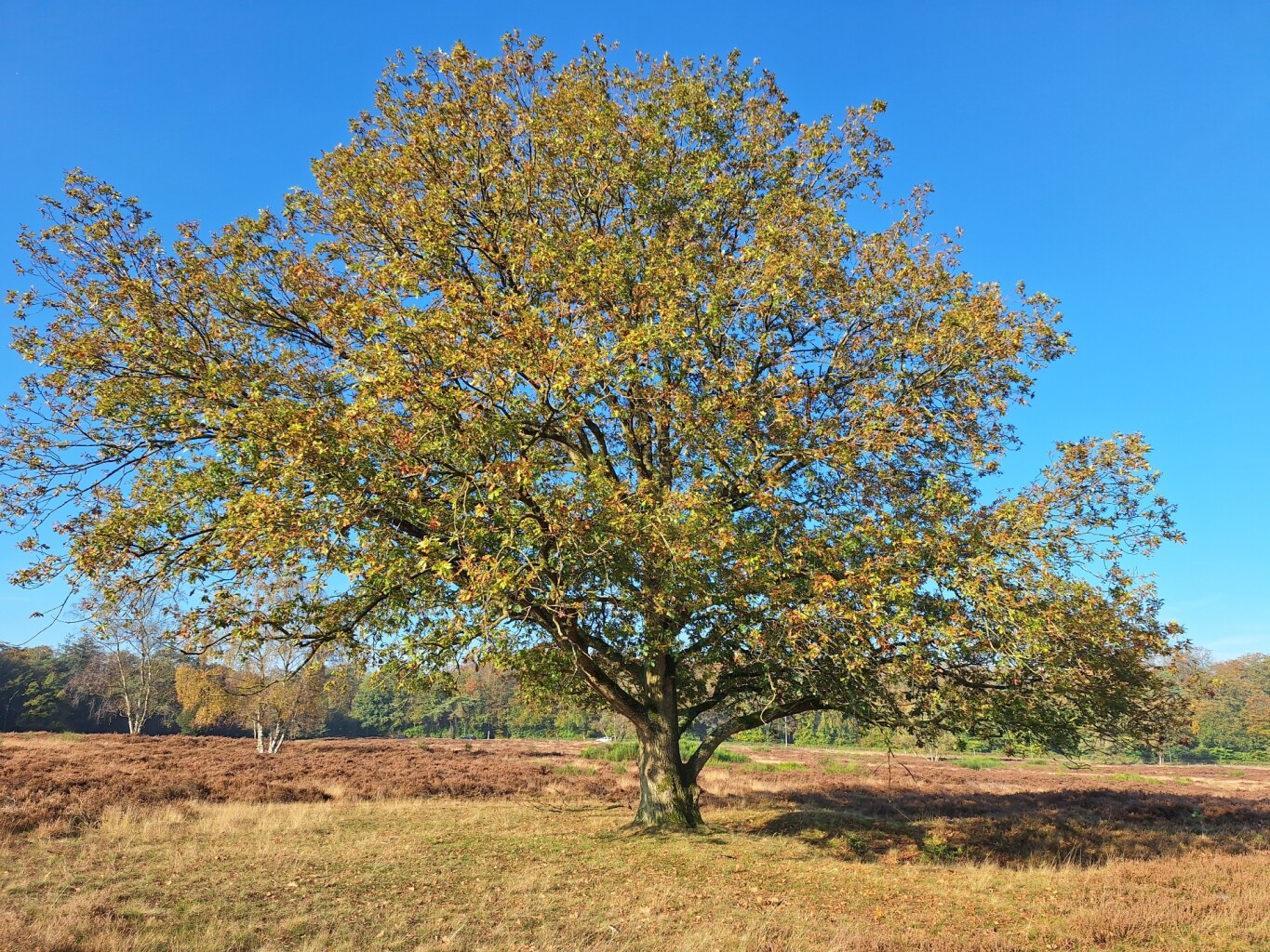 Blaricummerheideroute (blauw)