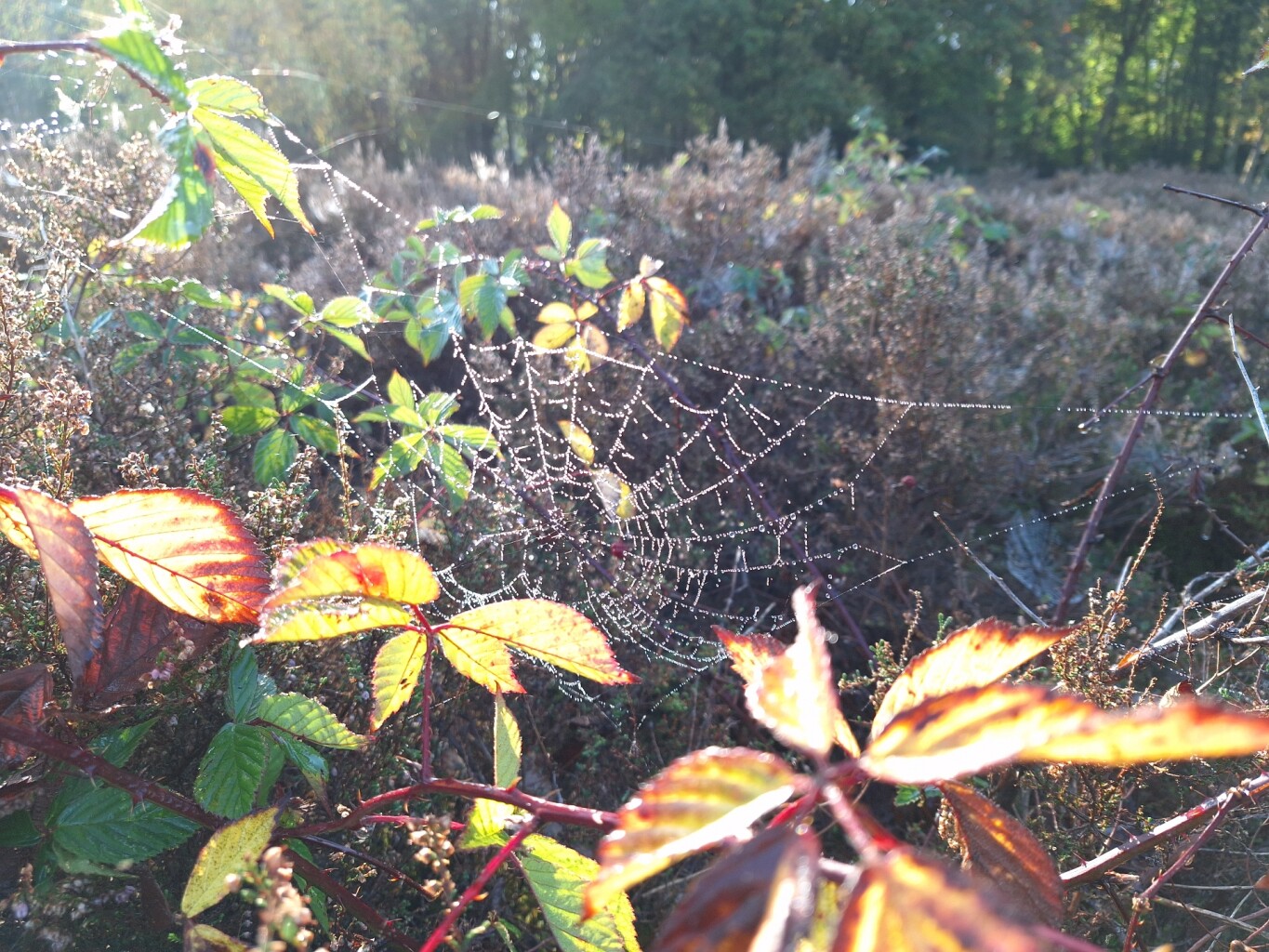 Blaricummerheideroute (blauw)