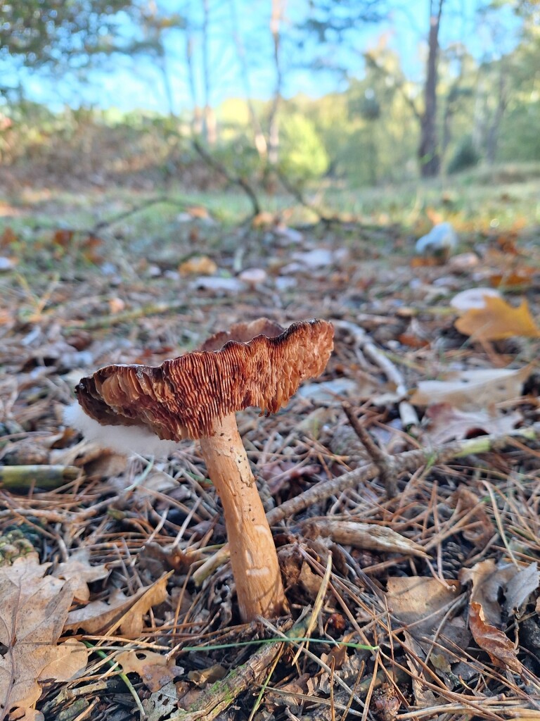 Blaricummerheideroute (blauw)