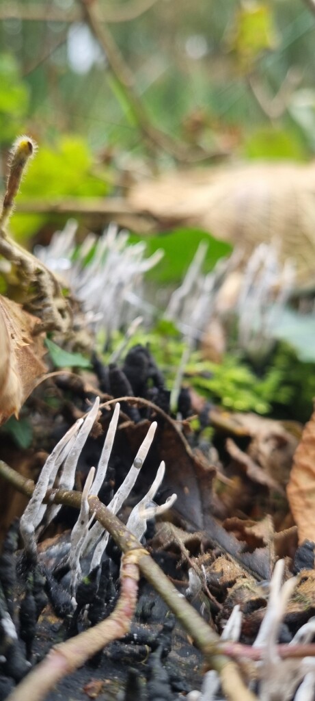 Wandelroute De Acht van Amen