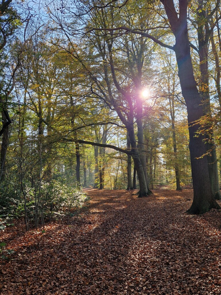 Dagwandeling (Olst) · Hanzestedenpad etappe 13