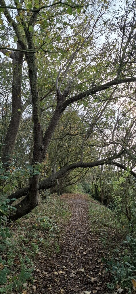 Napoleonroute (oranje)